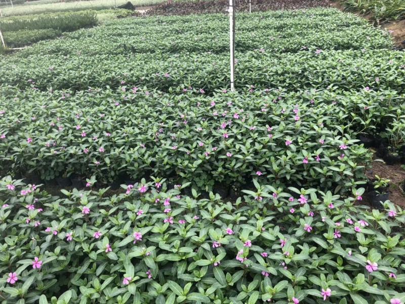 长春花大量种植，苗基地多种规格大量低价出售