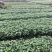长春花大量种植，苗基地多种规格大量低价出售