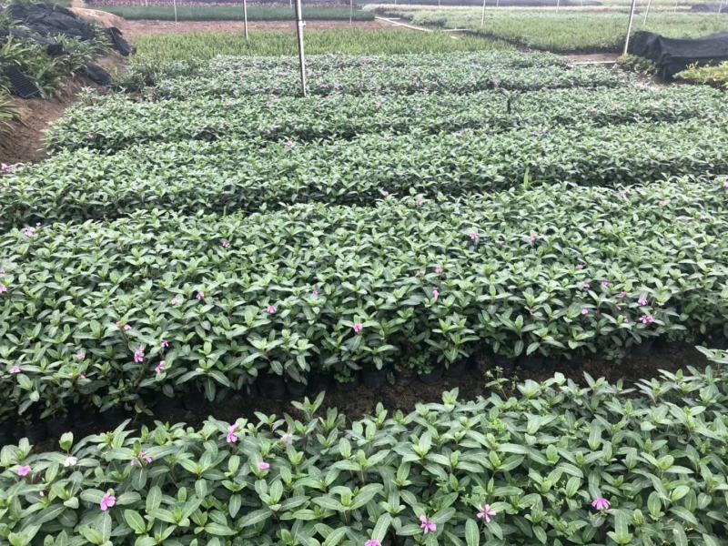 长春花大量种植，苗基地多种规格大量低价出售