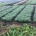 长春花大量种植，苗基地多种规格大量低价出售