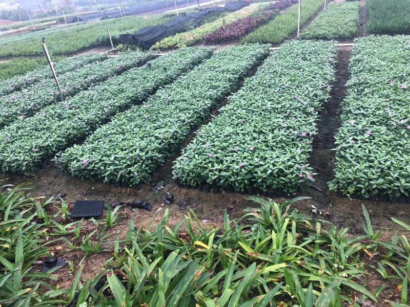 长春花大量种植，苗基地多种规格大量低价出售