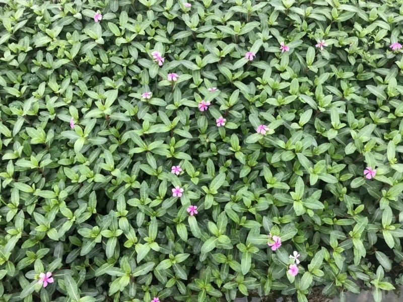 长春花大量种植，苗基地多种规格大量低价出售