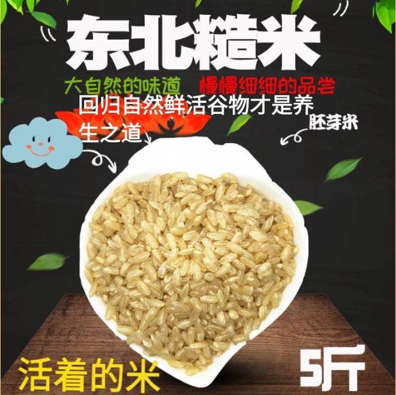 糙米东北糙米会发芽的活米熬粥糙米饱腹米包邮