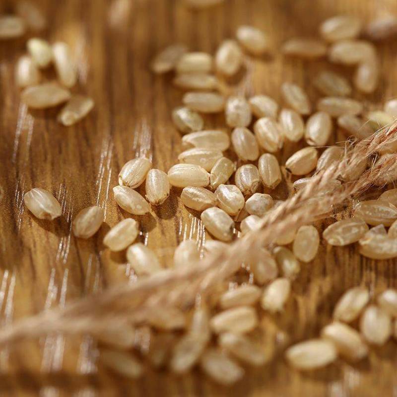 糙米东北糙米会发芽的活米熬粥糙米饱腹米包邮