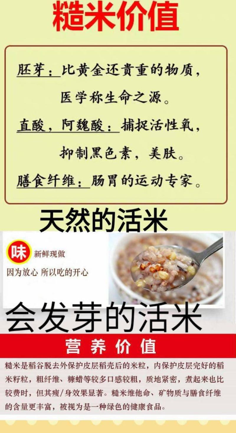 糙米东北糙米会发芽的活米熬粥糙米饱腹米包邮