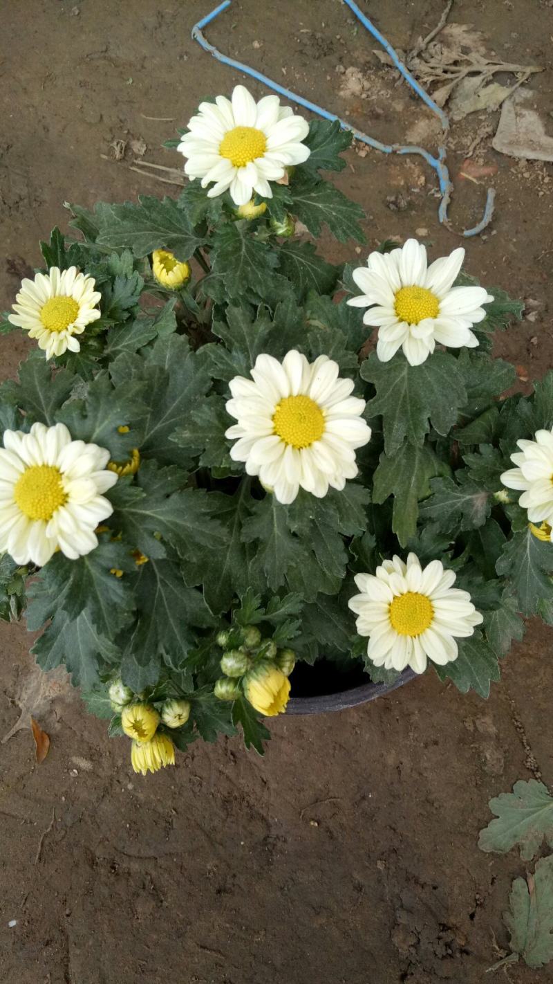 新品菊花盆栽千头菊带花新品菊花盆栽千头菊带花带土发货
