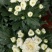 新品菊花盆栽千头菊带花新品菊花盆栽千头菊带花带土发货