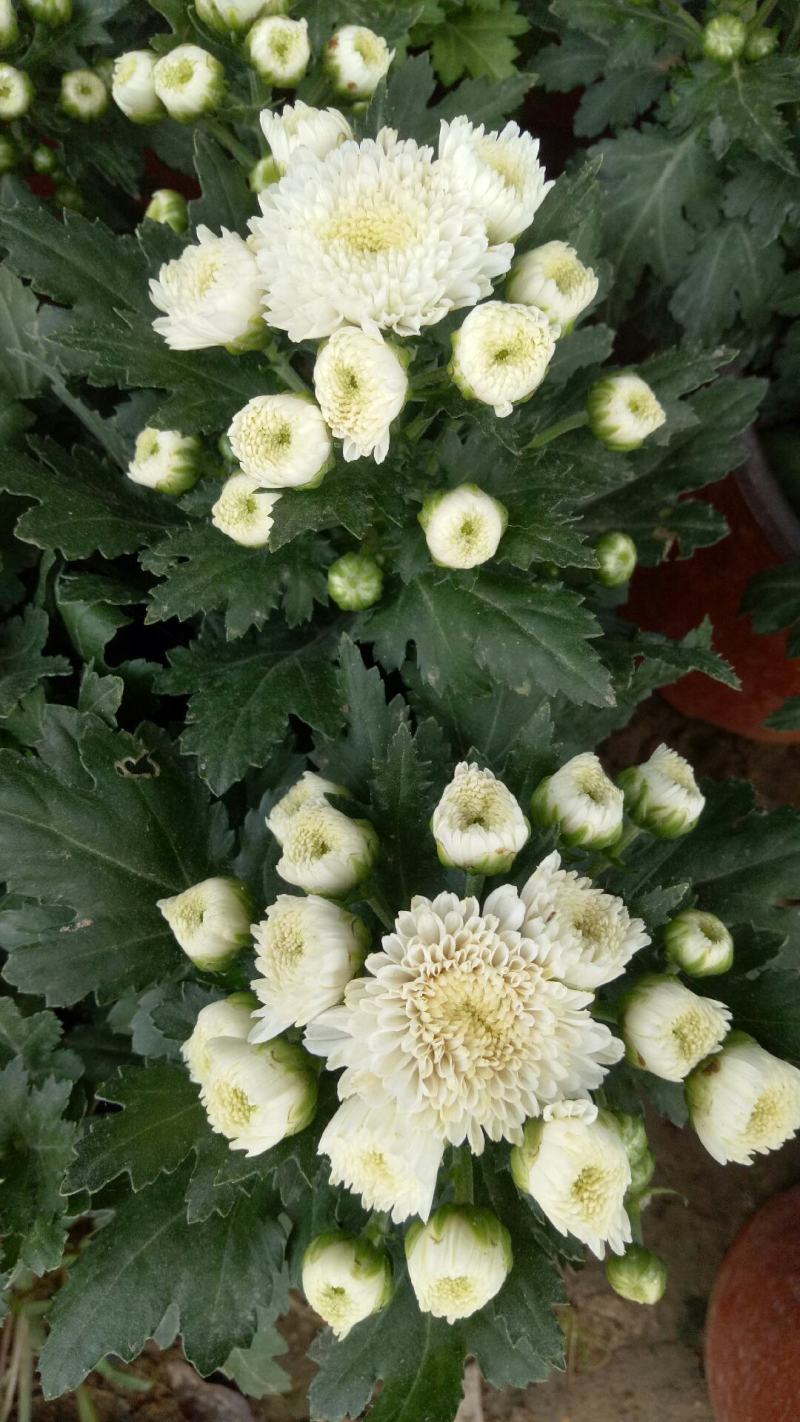 新品菊花盆栽千头菊带花新品菊花盆栽千头菊带花带土发货