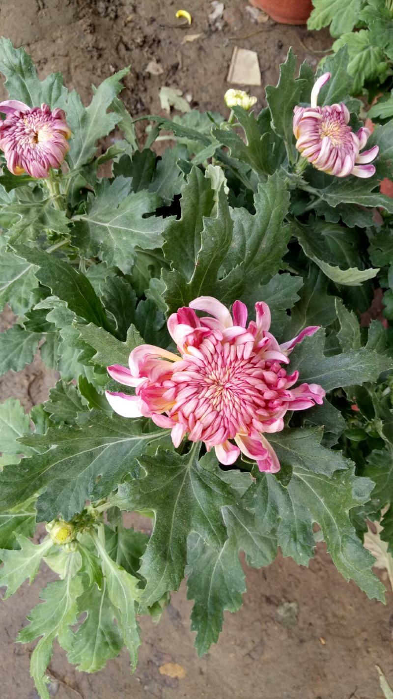 新品菊花盆栽千头菊带花新品菊花盆栽千头菊带花带土发货