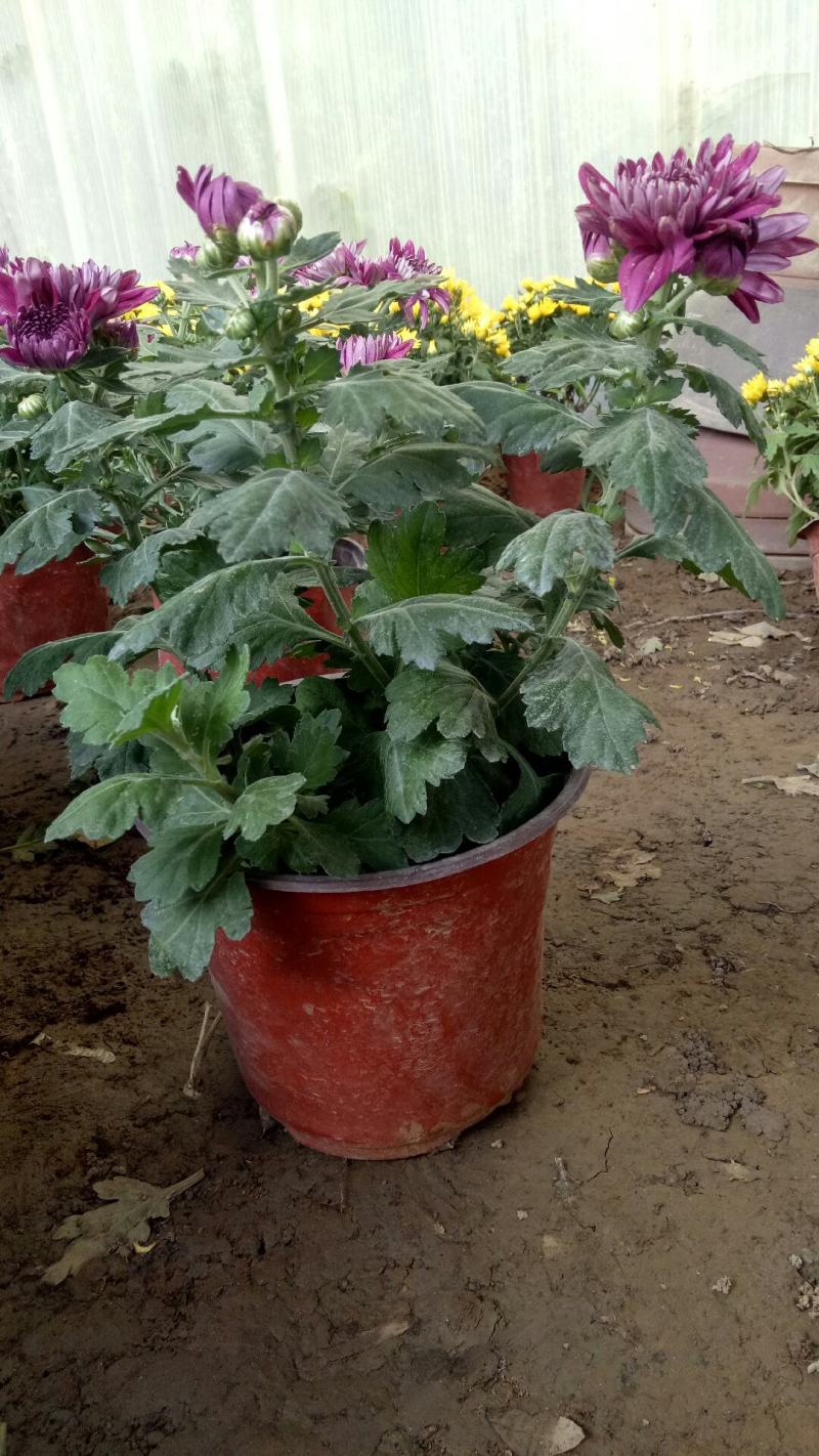 新品菊花盆栽千头菊带花新品菊花盆栽千头菊带花带土发货