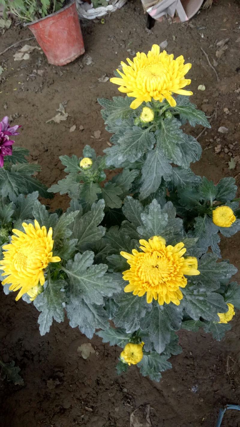 新品菊花盆栽千头菊带花新品菊花盆栽千头菊带花带土发货