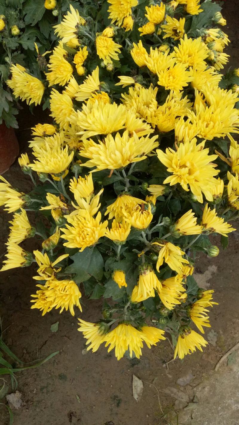 新品菊花盆栽千头菊带花新品菊花盆栽千头菊带花带土发货