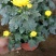 新品菊花盆栽千头菊带花新品菊花盆栽千头菊带花带土发货