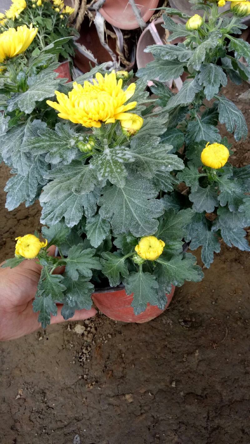 新品菊花盆栽千头菊带花新品菊花盆栽千头菊带花带土发货