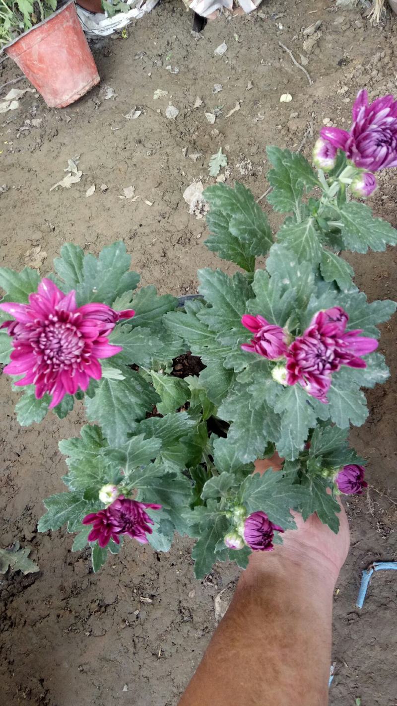 新品菊花盆栽千头菊带花新品菊花盆栽千头菊带花带土发货