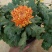 新品菊花盆栽千头菊带花新品菊花盆栽千头菊带花带土发货