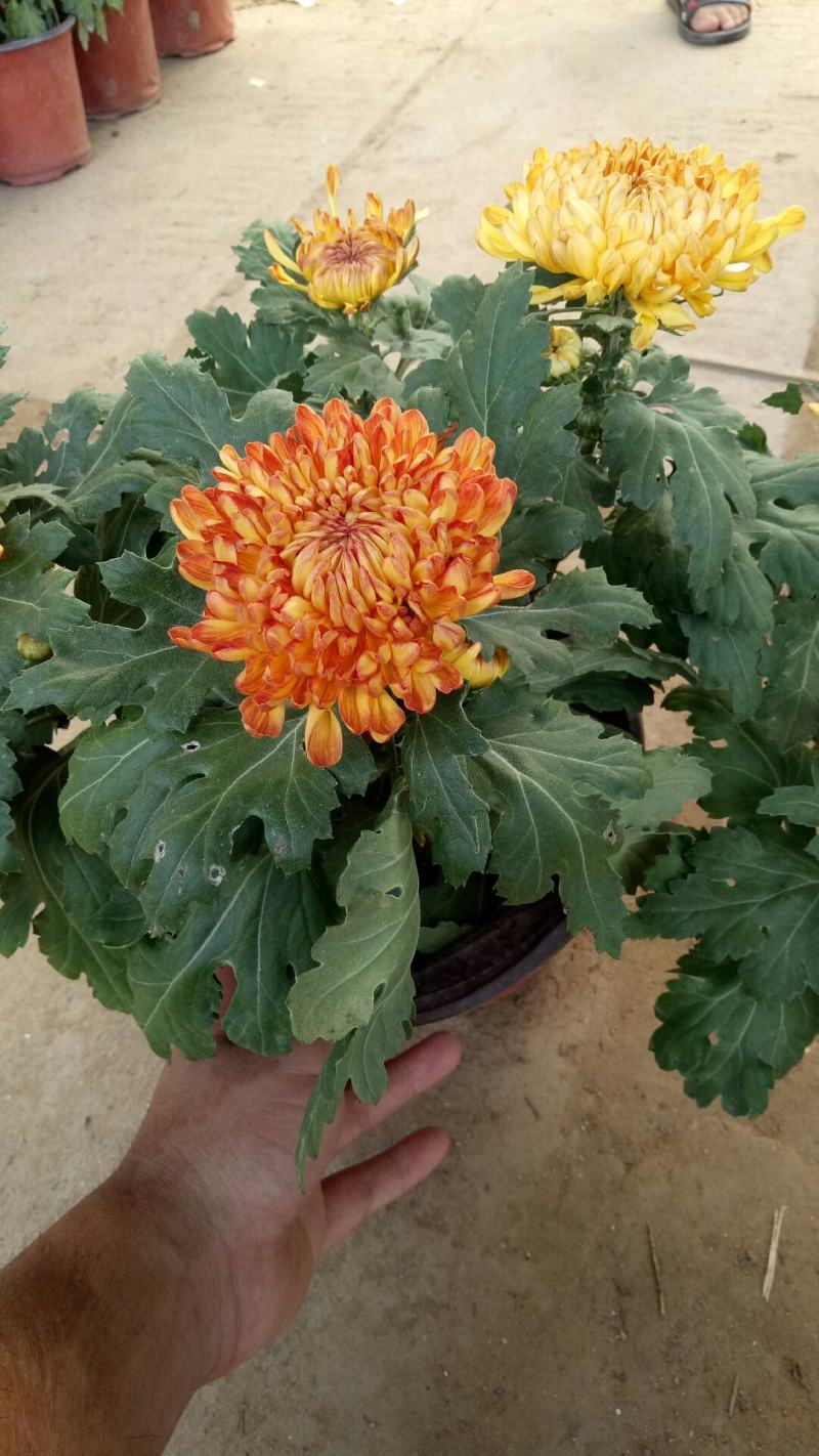 新品菊花盆栽千头菊带花新品菊花盆栽千头菊带花带土发货