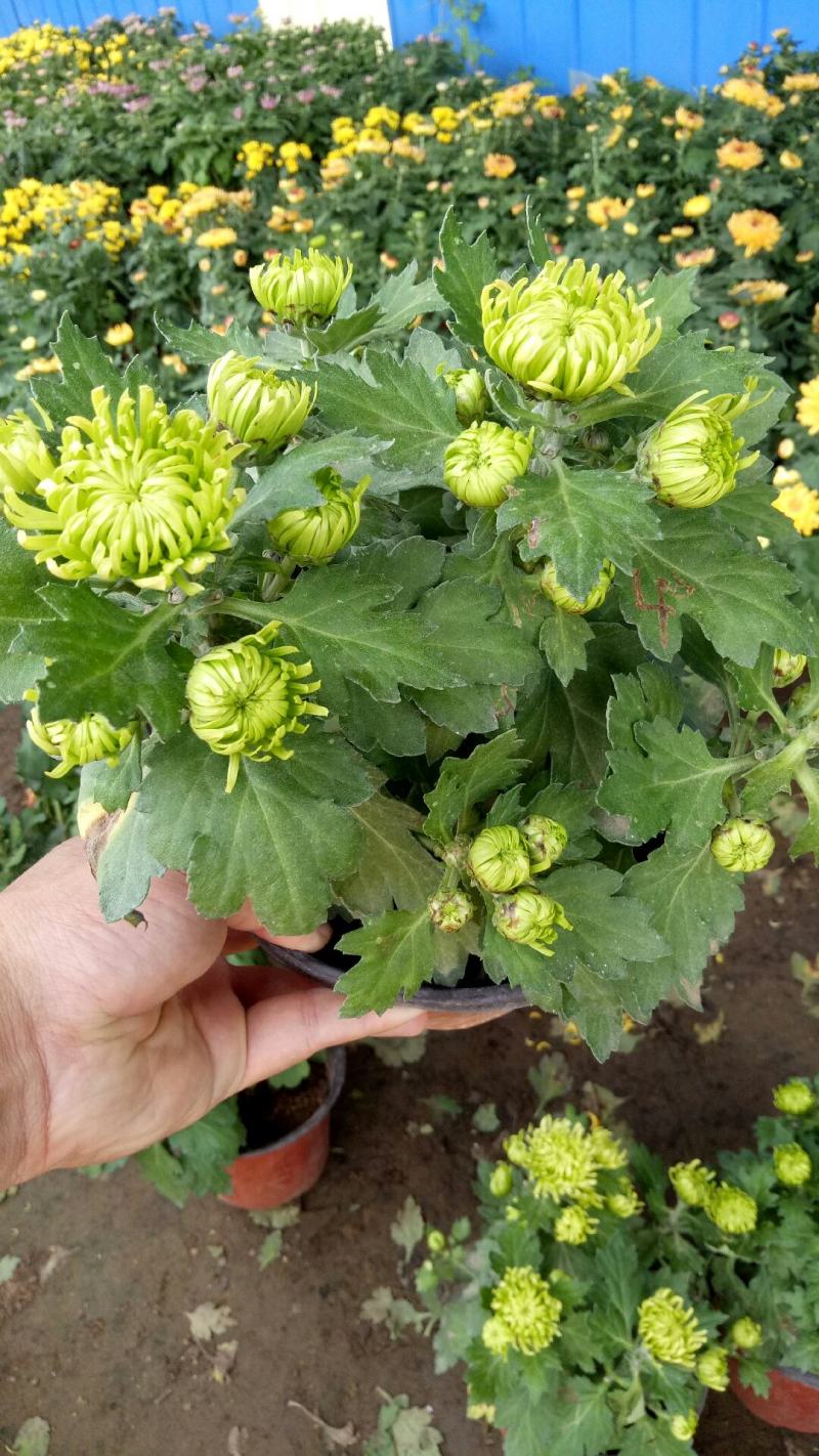 新品菊花盆栽千头菊带花新品菊花盆栽千头菊带花带土发货