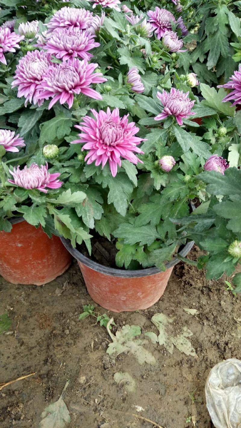 新品菊花盆栽千头菊带花新品菊花盆栽千头菊带花带土发货