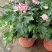 新品菊花盆栽千头菊带花新品菊花盆栽千头菊带花带土发货