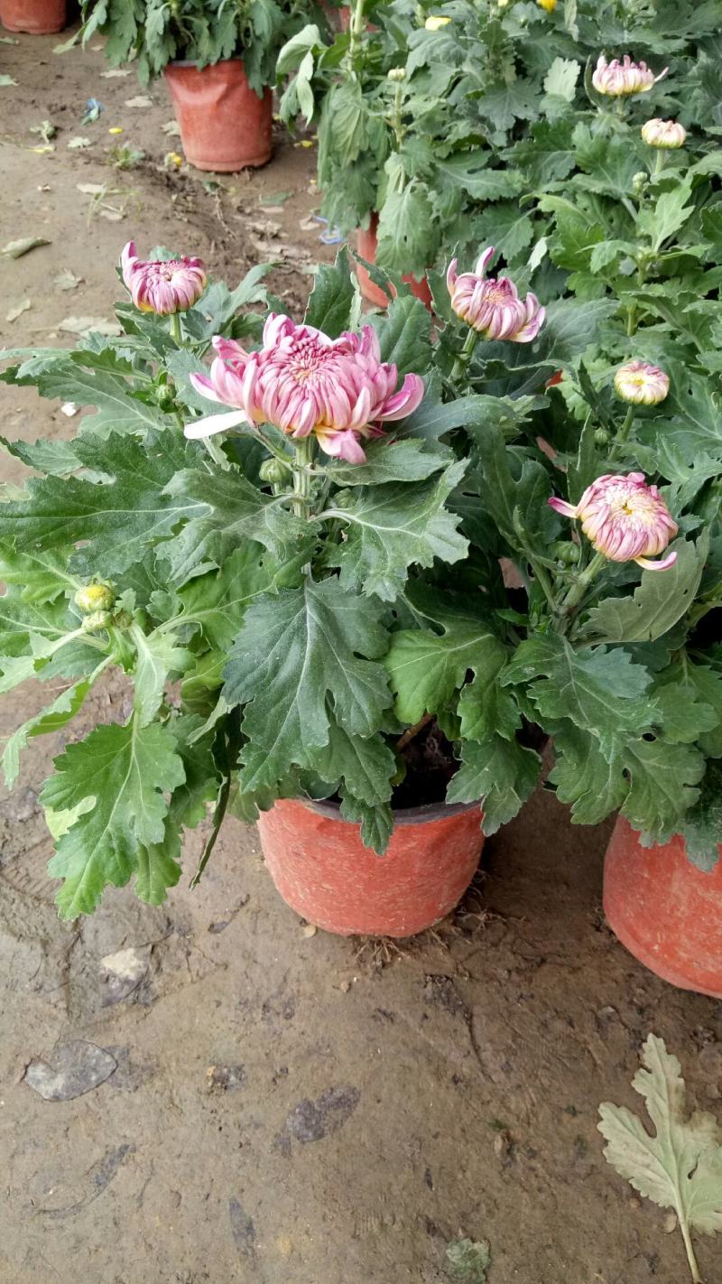 新品菊花盆栽千头菊带花新品菊花盆栽千头菊带花带土发货