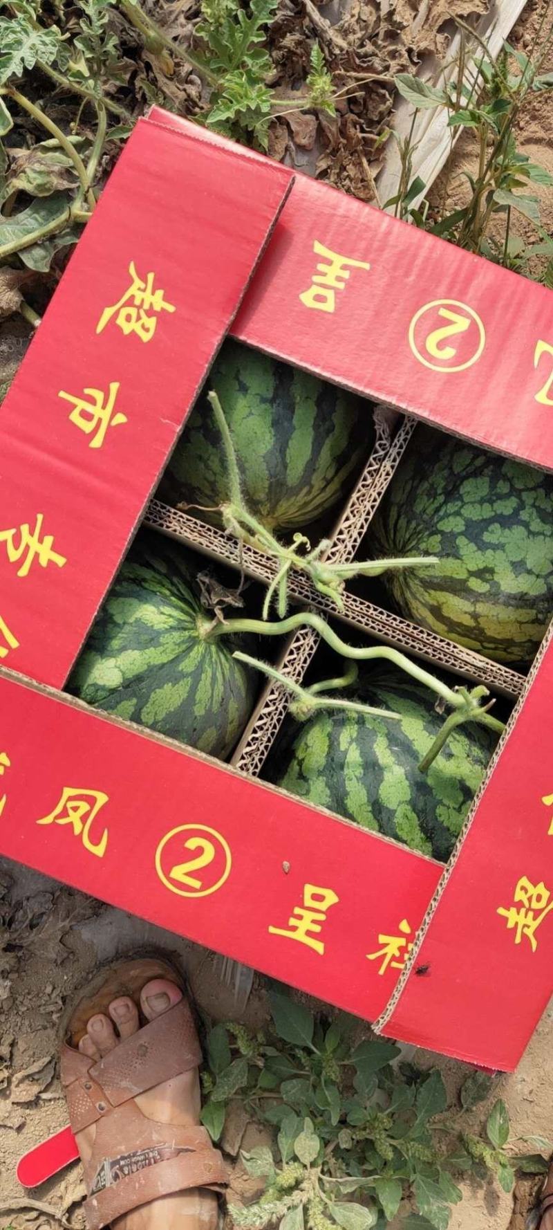 开封美都西瓜上市了，代收，代发，欢迎新老客户前来