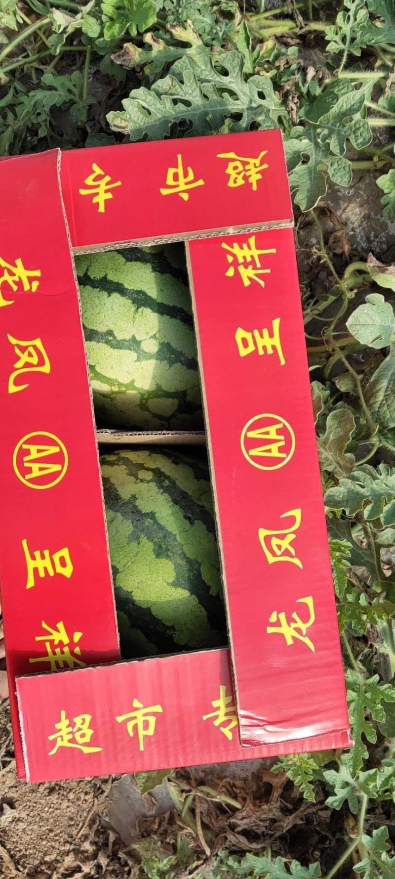 开封美都西瓜上市了，代收，代发，欢迎新老客户前来