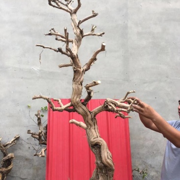 盆栽地栽金银花老桩，看图选桩