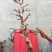 盆栽地栽金银花老桩，看图选桩