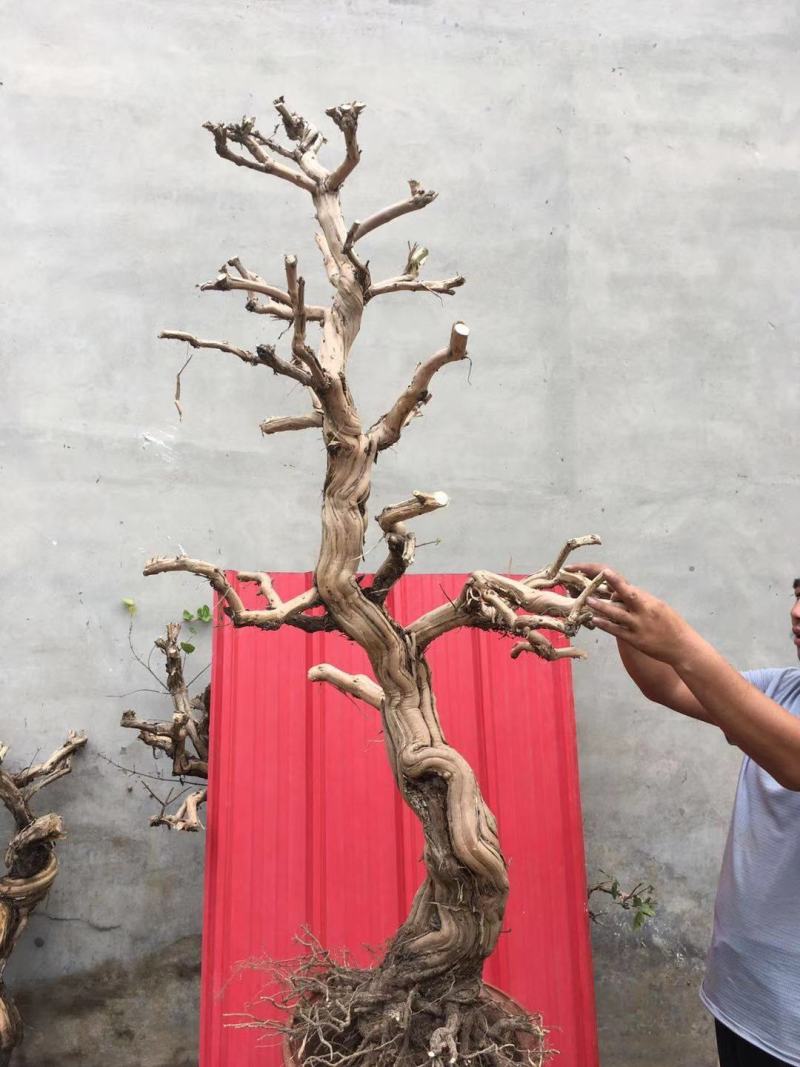 盆栽地栽金银花老桩，看图选桩