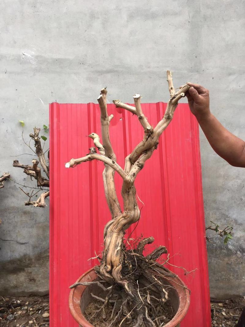 盆栽地栽金银花老桩，看图选桩