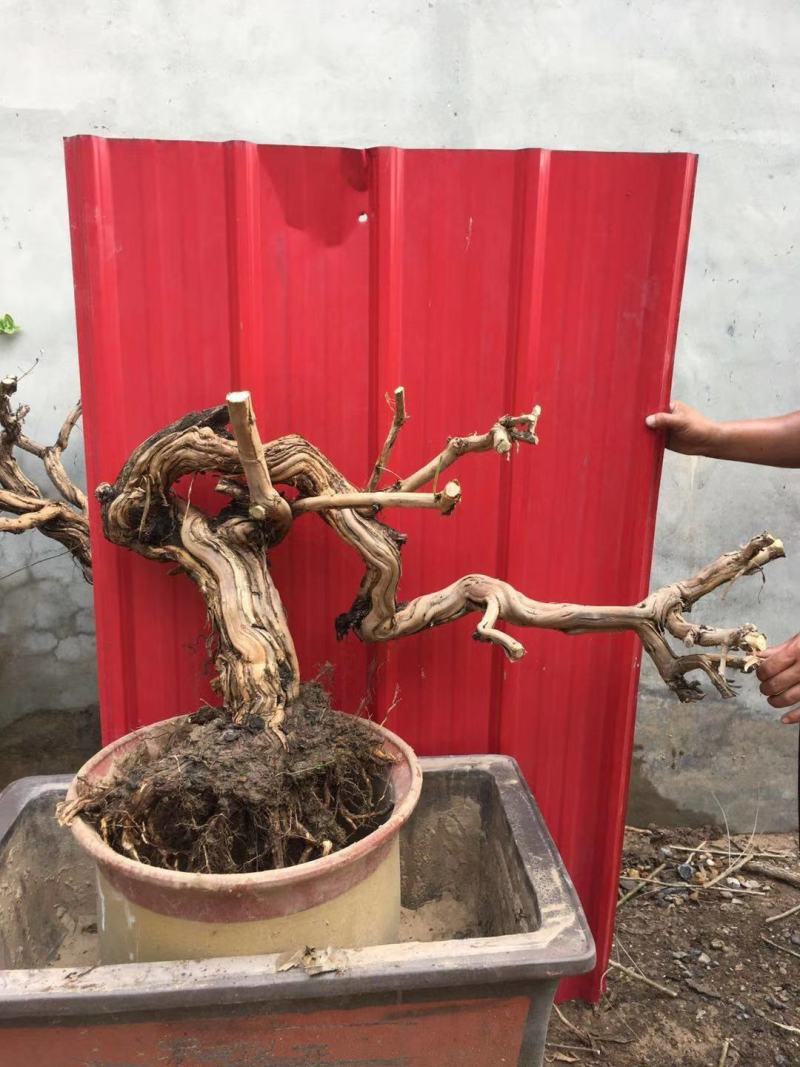 盆栽地栽金银花老桩，看图选桩