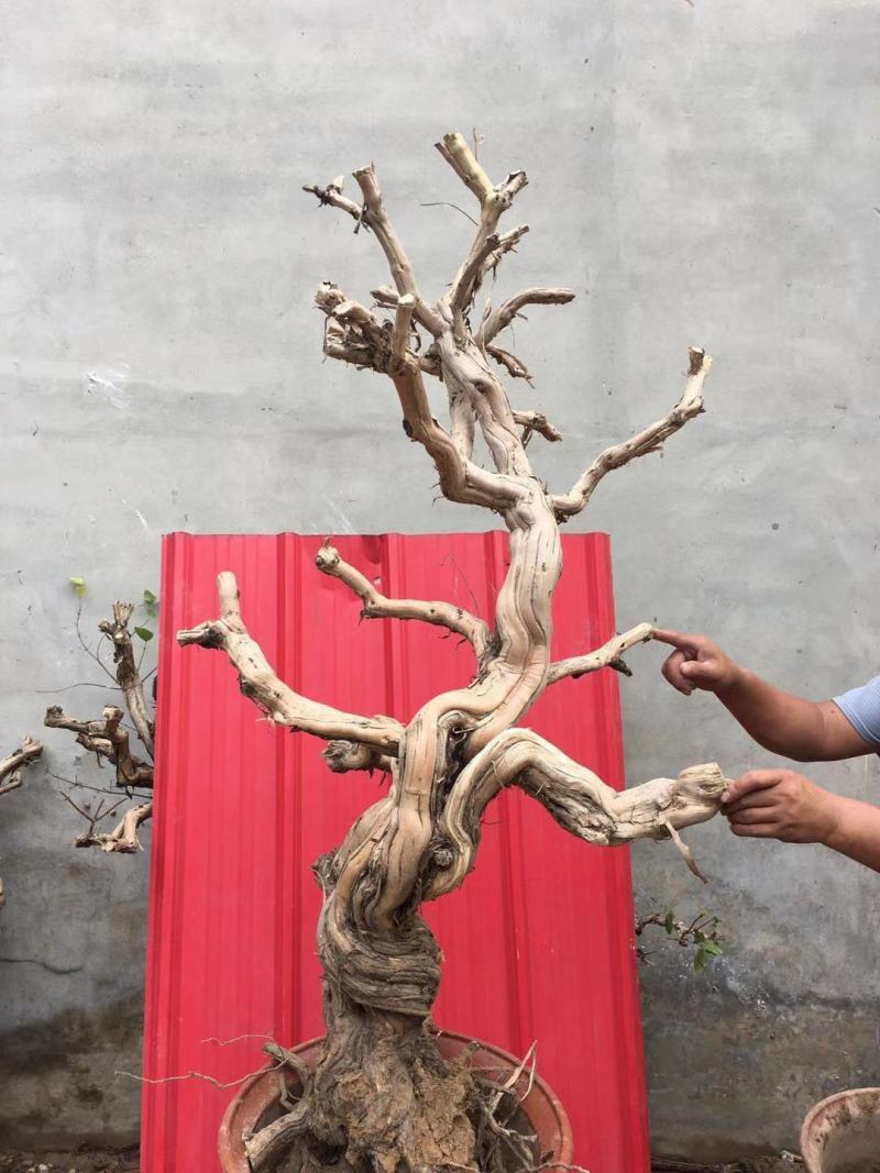 盆栽地栽金银花老桩，看图选桩