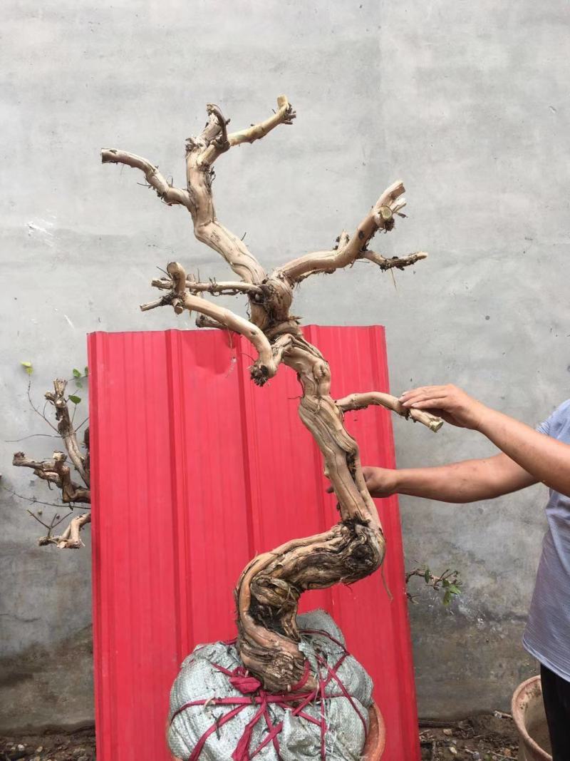 盆栽地栽金银花老桩，看图选桩