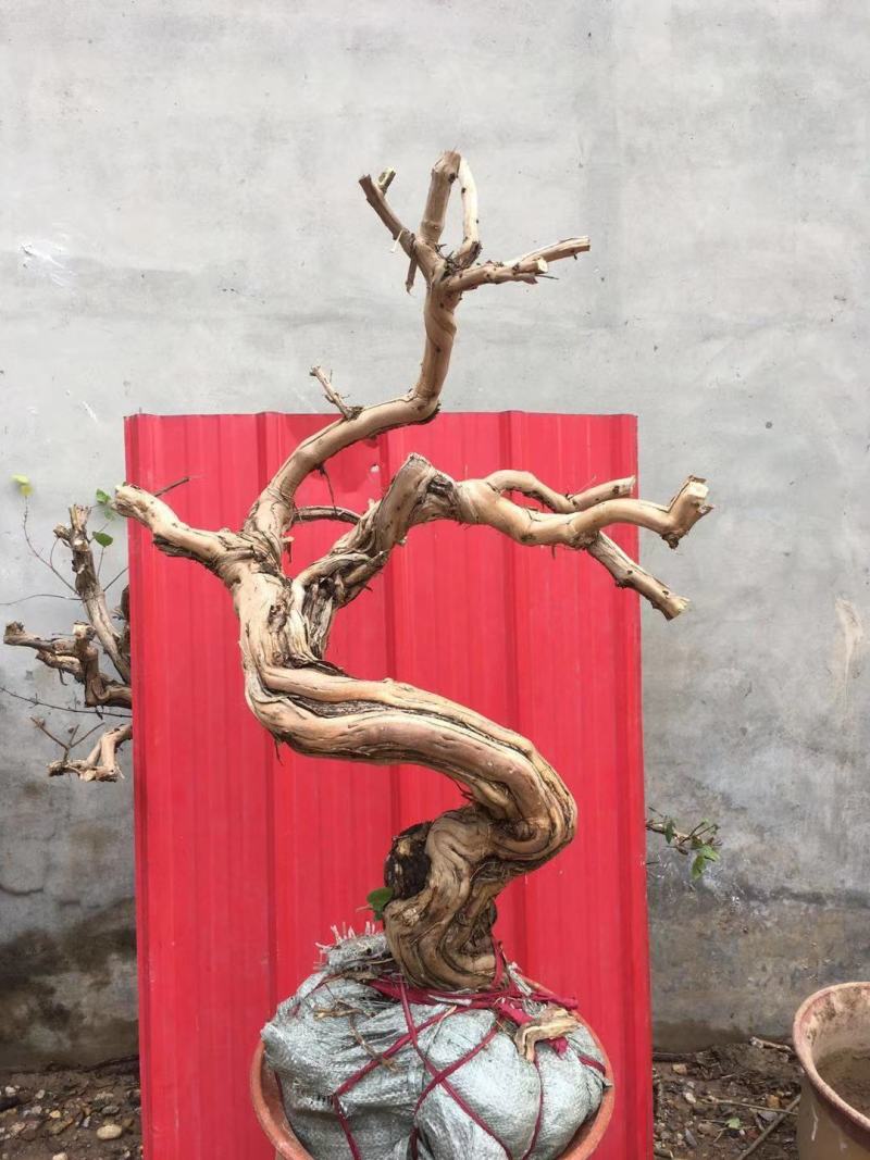 盆栽地栽金银花老桩，看图选桩