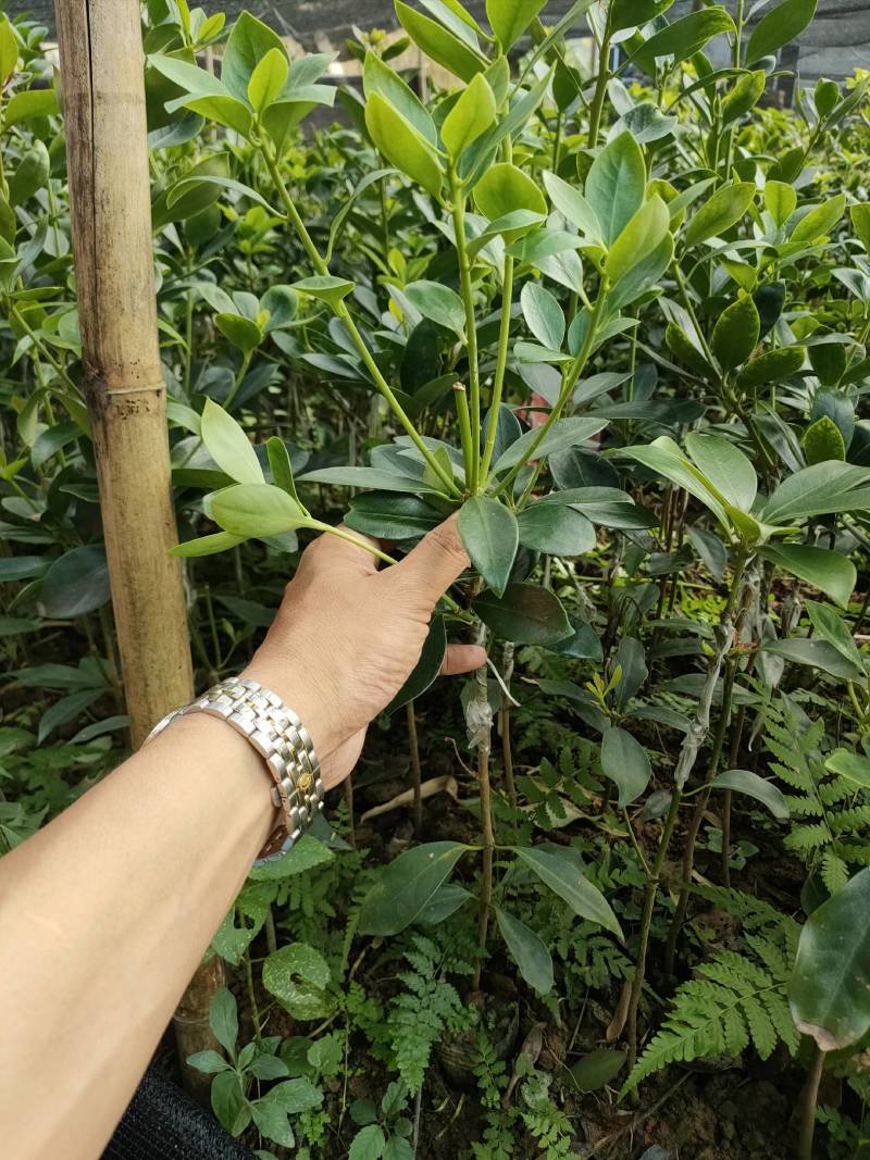 八角嫁接苗，高产无空年品种，部分已经有花苞