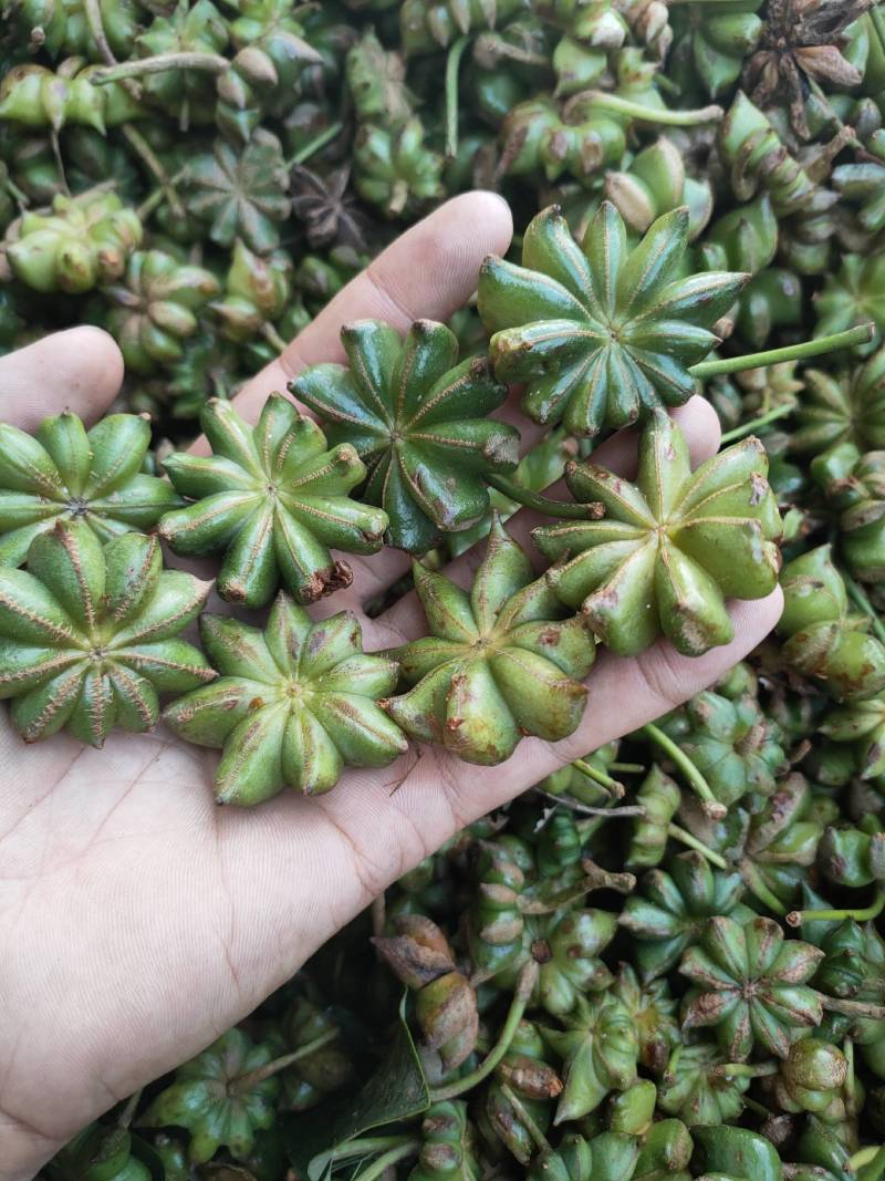 八角嫁接苗，高产无空年品种，部分已经有花苞