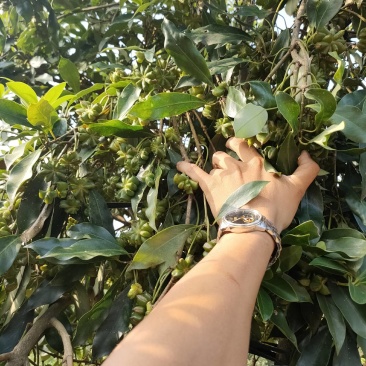 八角嫁接苗，高产无空年品种，部分已经有花苞