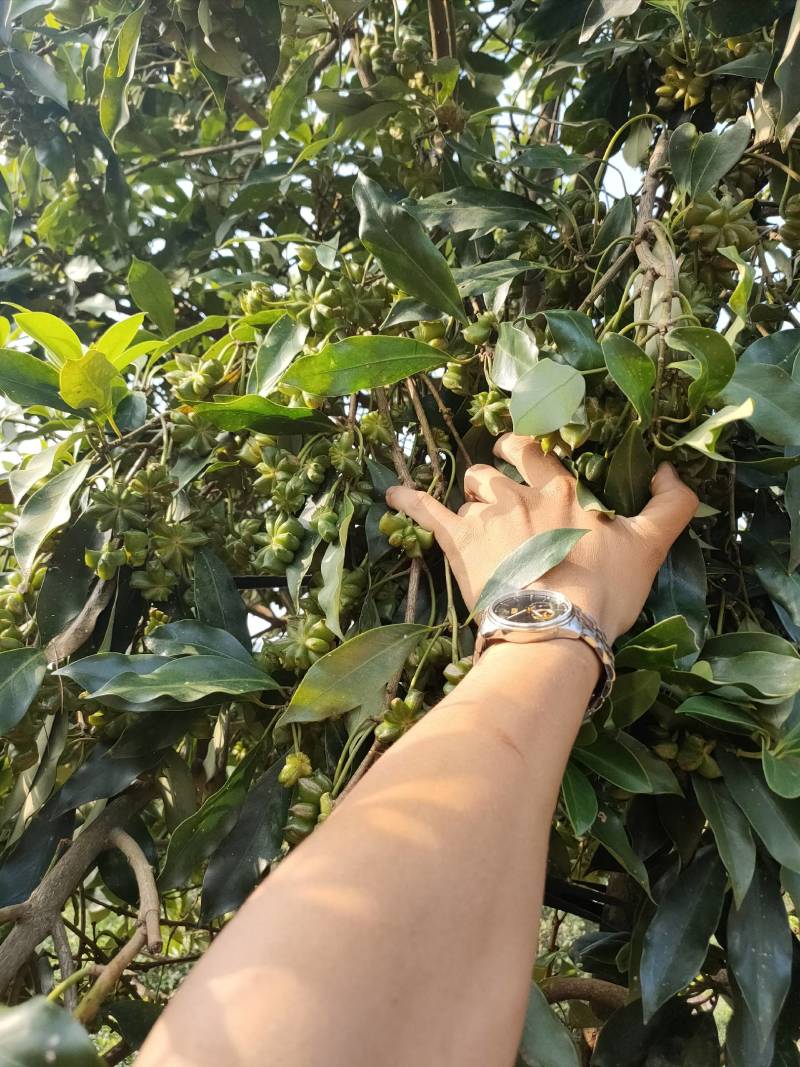八角嫁接苗，高产无空年品种，部分已经有花苞