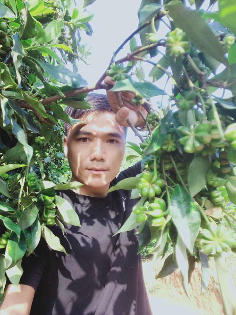 八角嫁接苗，高产无空年品种，部分已经有花苞