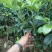 八角嫁接苗，高产无空年品种，部分已经有花苞