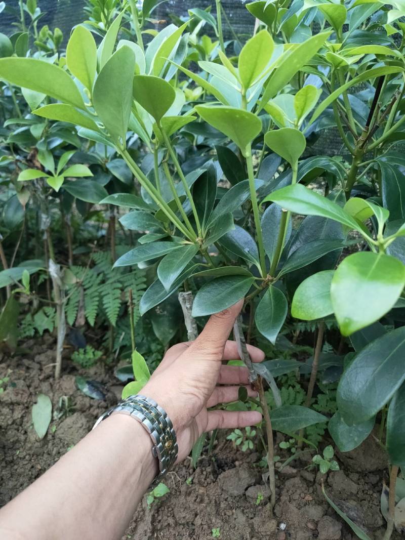 八角嫁接苗，高产无空年品种，部分已经有花苞
