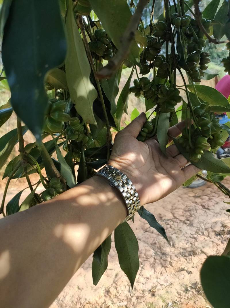 八角嫁接苗，高产无空年品种，部分已经有花苞
