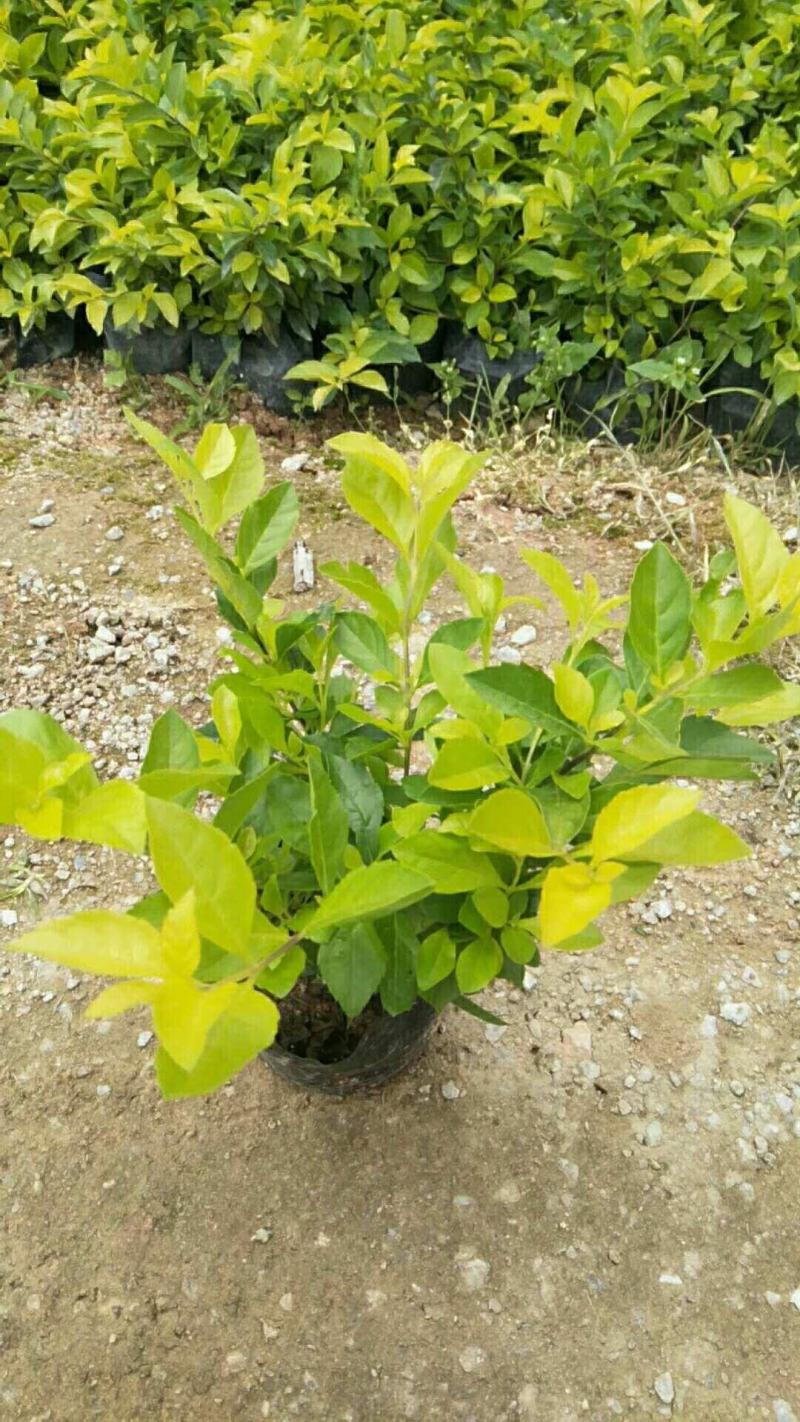 黄金叶大量种植小袋和中袋