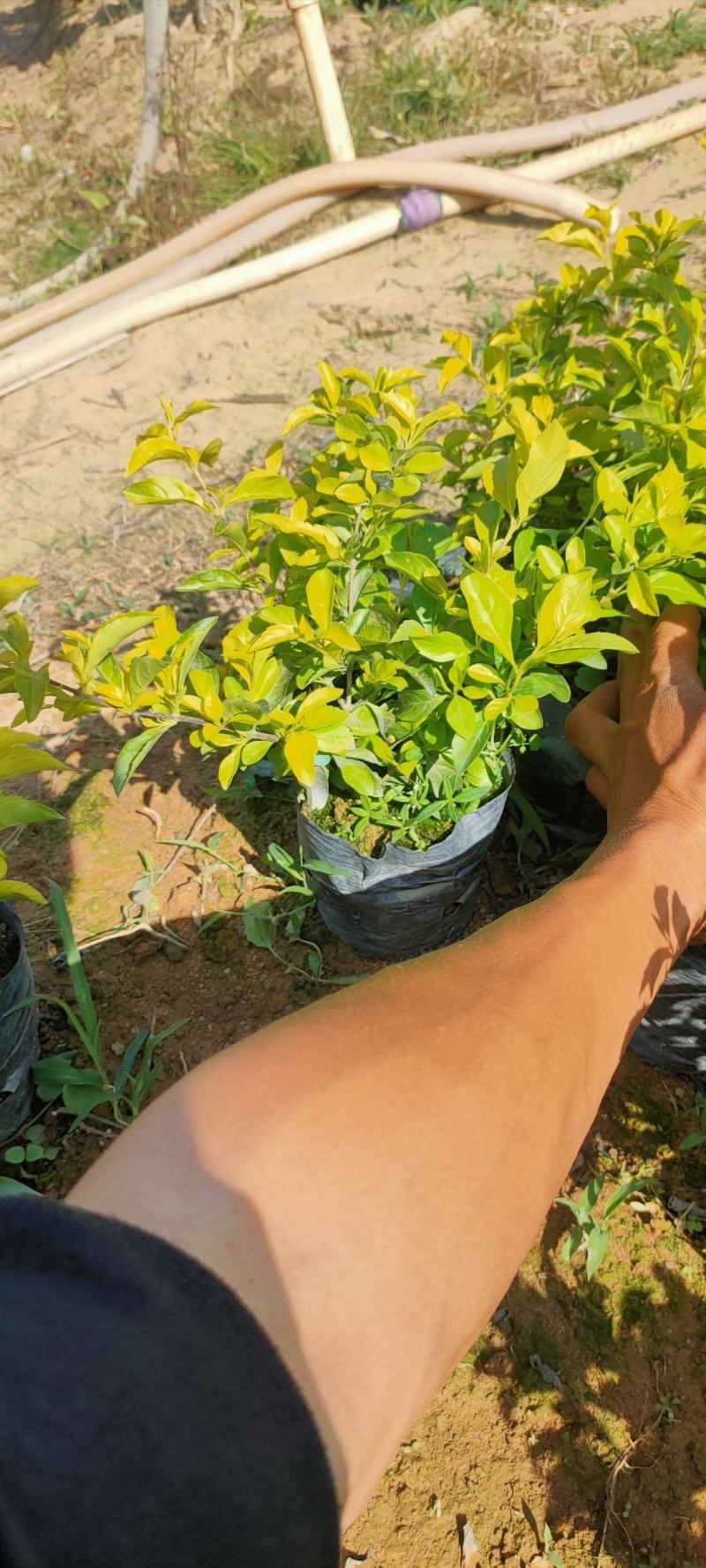 黄金叶大量种植小袋和中袋