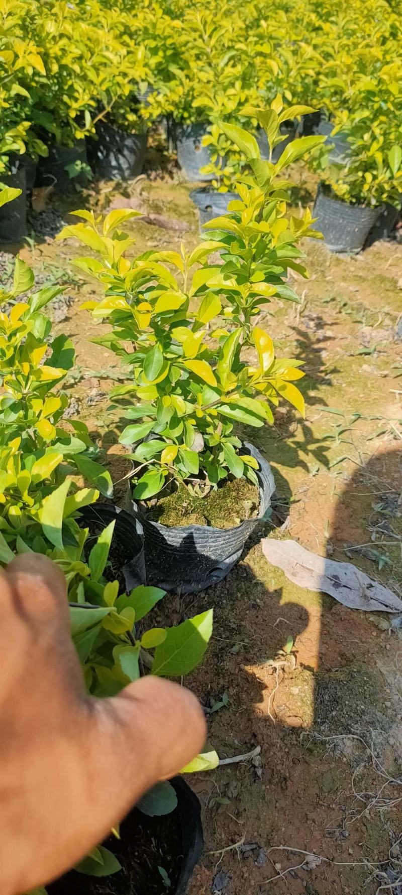 黄金叶大量种植小袋和中袋