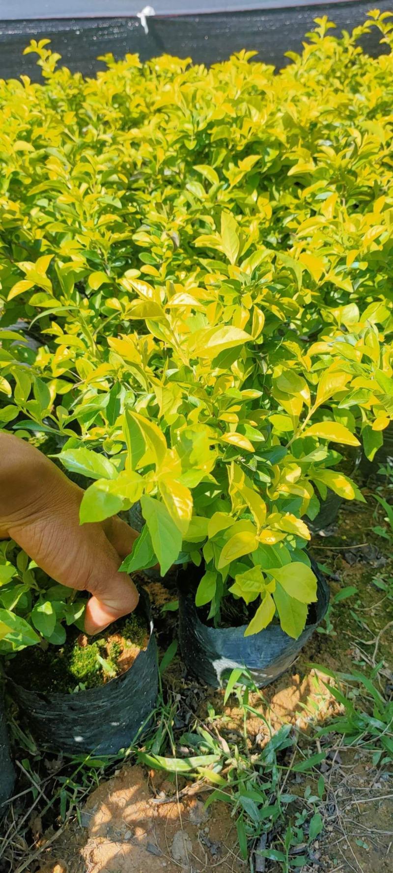 黄金叶大量种植小袋和中袋