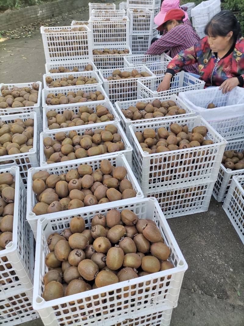 太白山下优区徐香你喉桃色好量大。