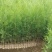 容器袋侧柏苗30-60高限质量优价格便宜有30万颗