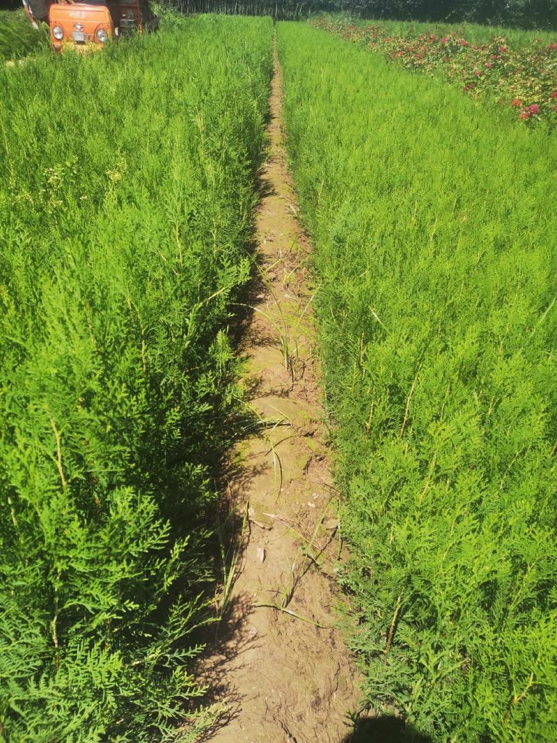 容器袋侧柏苗30-60高限质量优价格便宜有30万颗